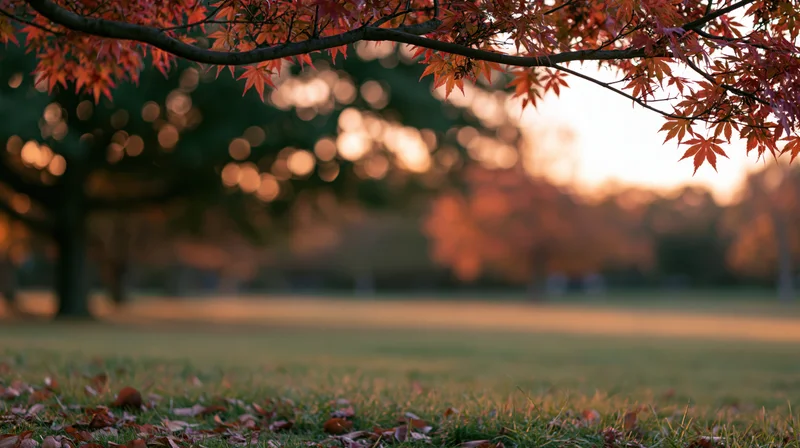 Autumn maple branches with red and orange leaves framing a park lawn at sunset