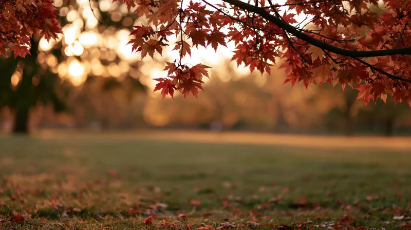 Maple branches with red and orange leaves framing a sunlit park field in autumn