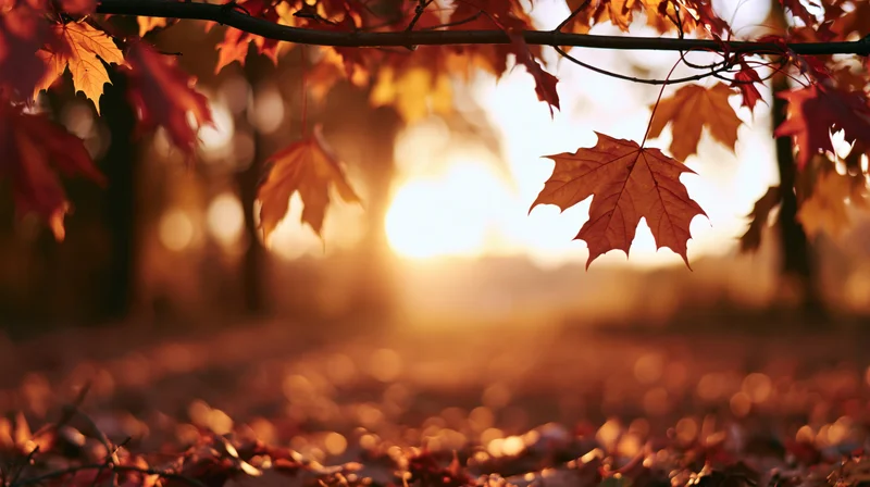 Autumn maple leaves framing a golden sunset in a forest clearing