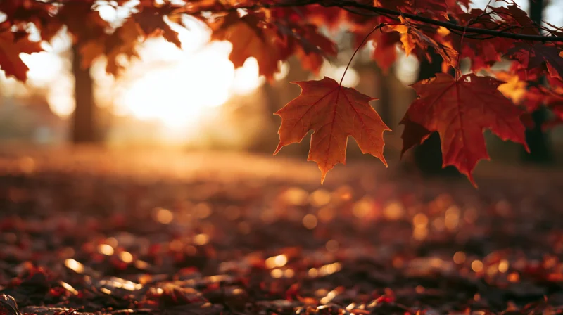 Maple leaves framing a sunlit forest floor in autumn