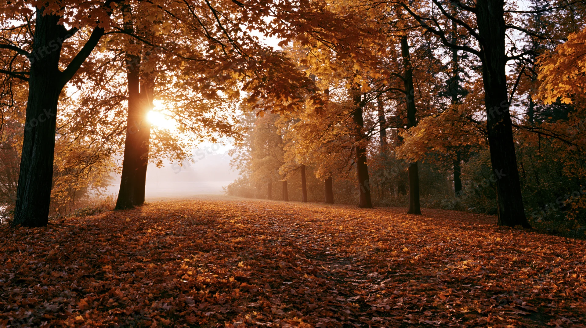 Sunlight breaking through autumn maple canopy over leaf-covered forest path