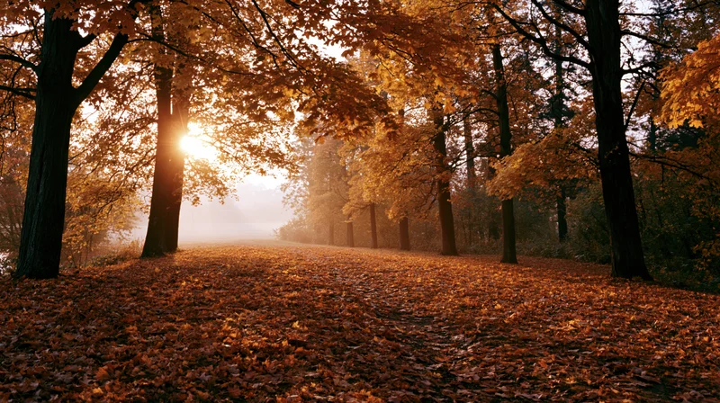 Sunlight breaking through autumn maple canopy over leaf-covered forest path