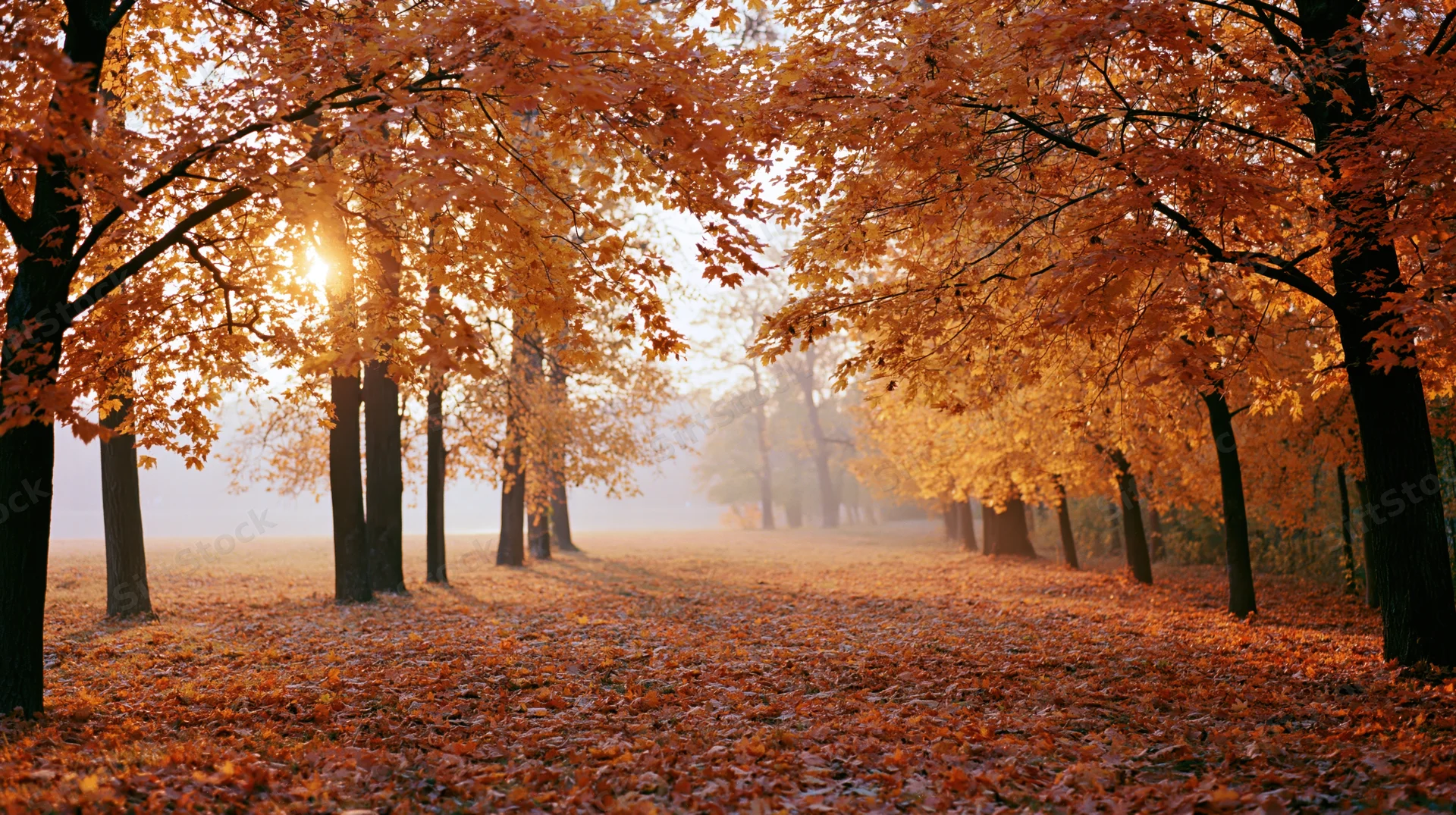 Autumn maple grove with sunlight breaking through the canopy along a leaf-covered pathway