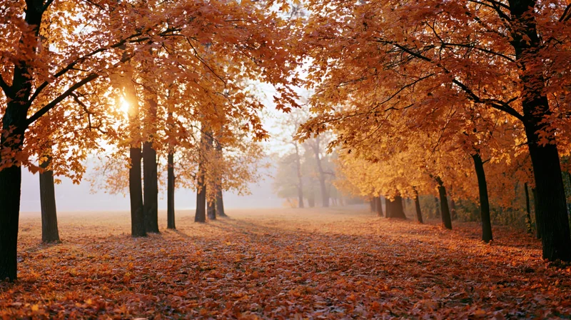 Autumn maple grove with sunlight breaking through the canopy along a leaf-covered pathway