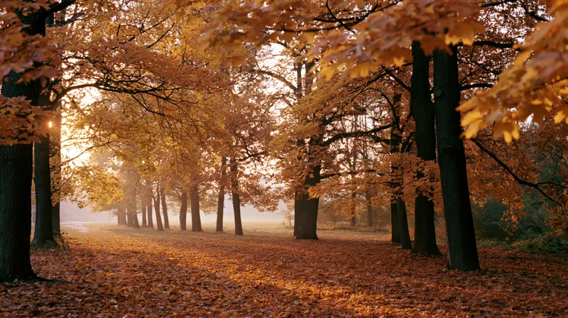 Maple trees in autumn grove with sunlight filtering through canopy over leaf-covered ground