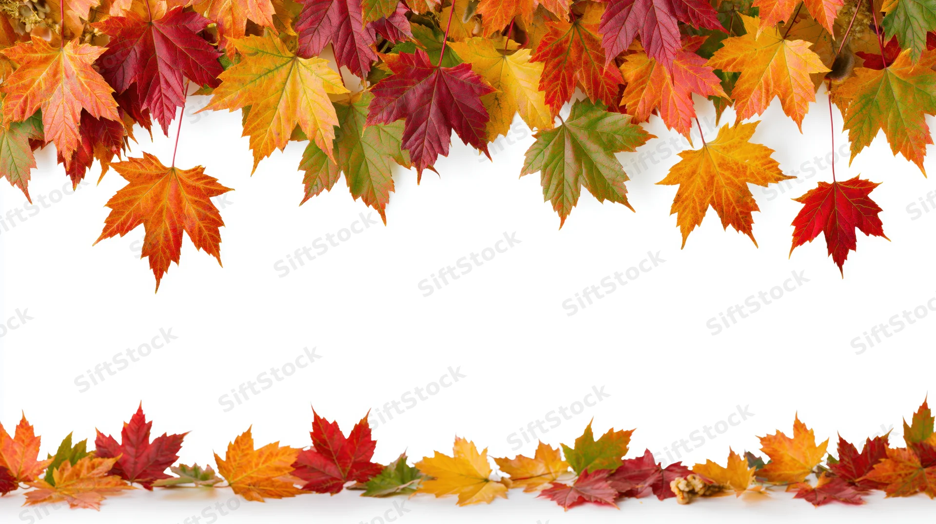 Autumn maple leaves arranged as a decorative border frame on white background