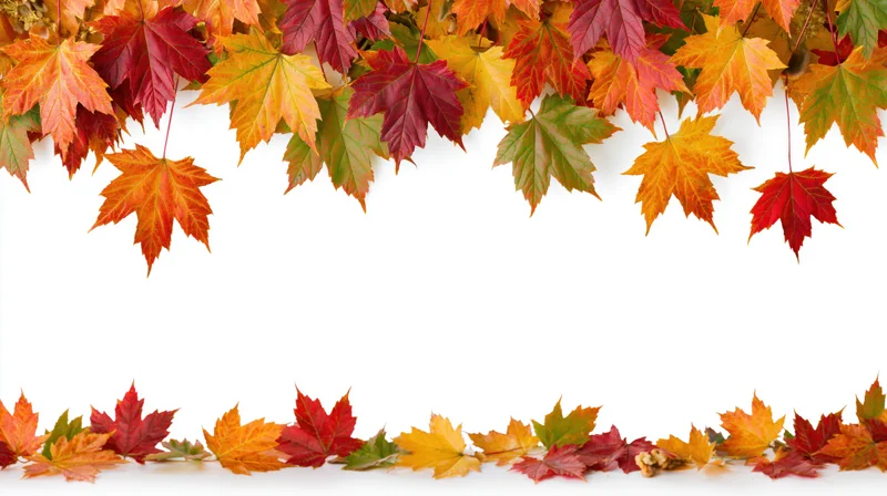Autumn maple leaves arranged as a decorative border frame on white background