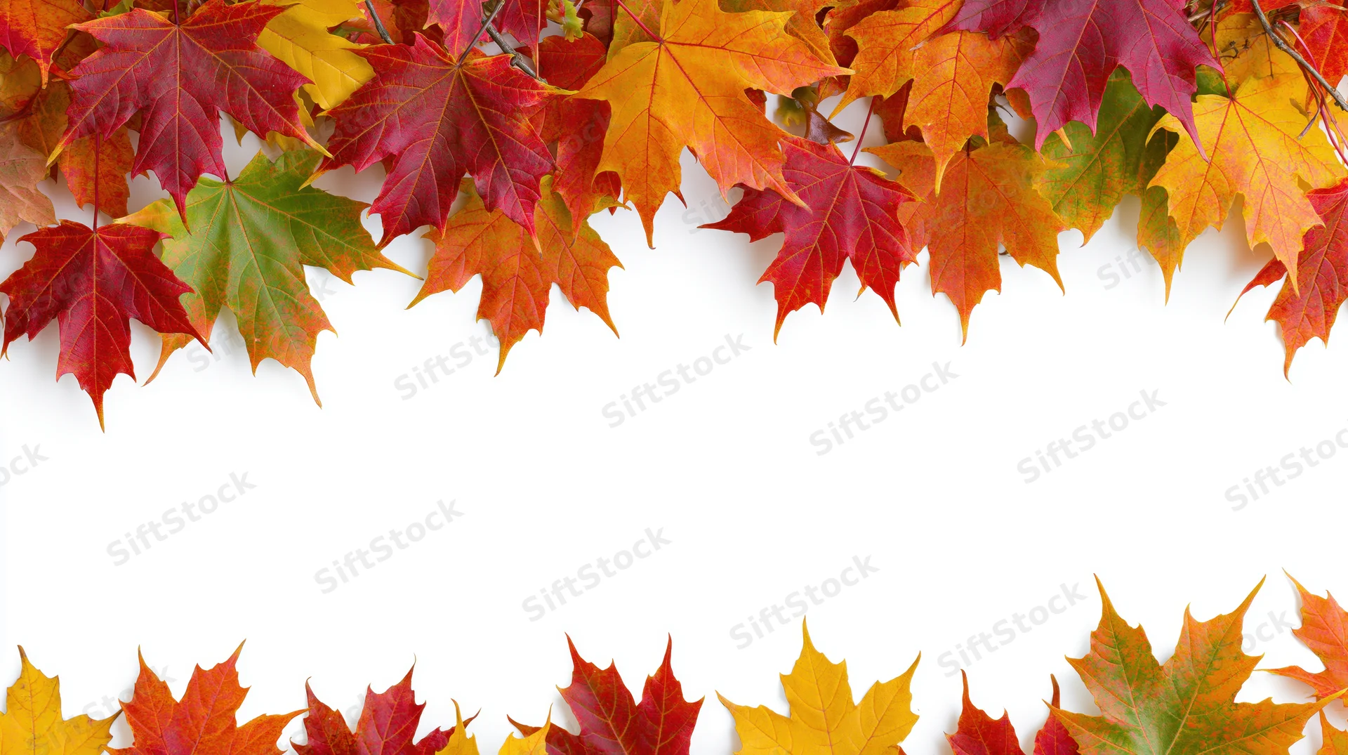 Maple leaves arranged as a decorative border frame on white background with copyspace