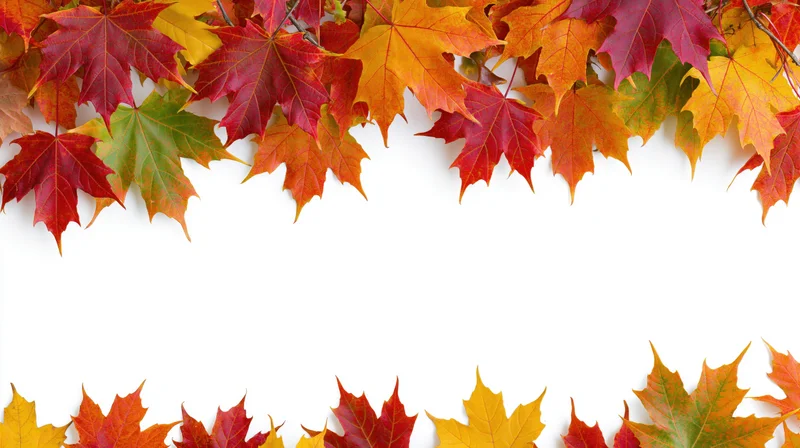Maple leaves arranged as a decorative border frame on white background with copyspace