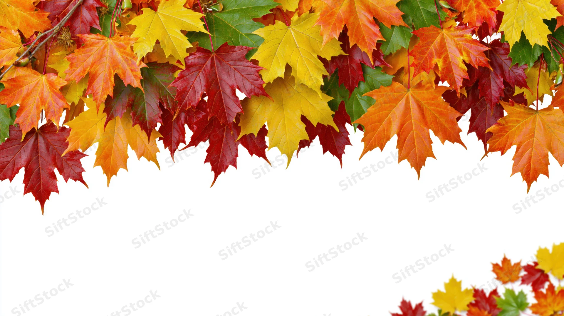 Autumn maple leaves arranged as a decorative border frame on white background with copyspace