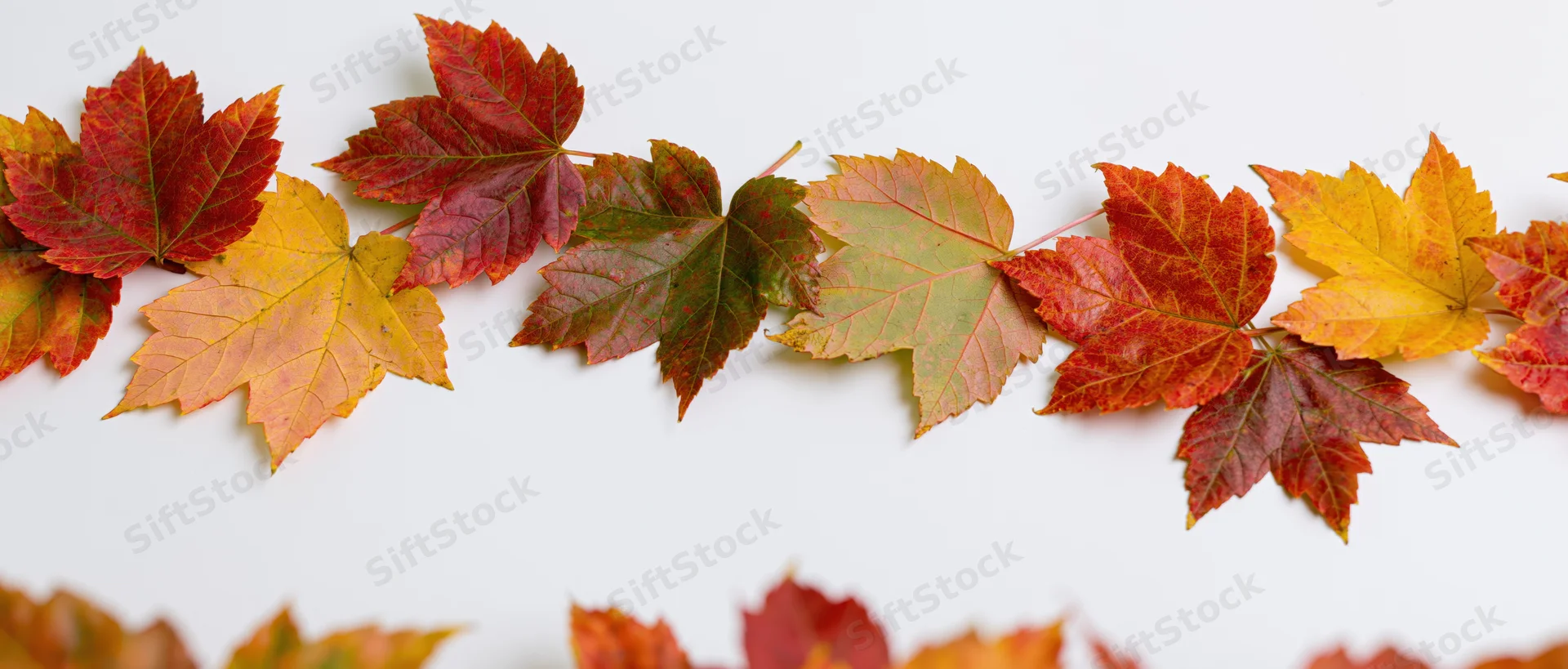 Autumn maple leaves arranged as a natural border frame along the top and bottom of a white surface