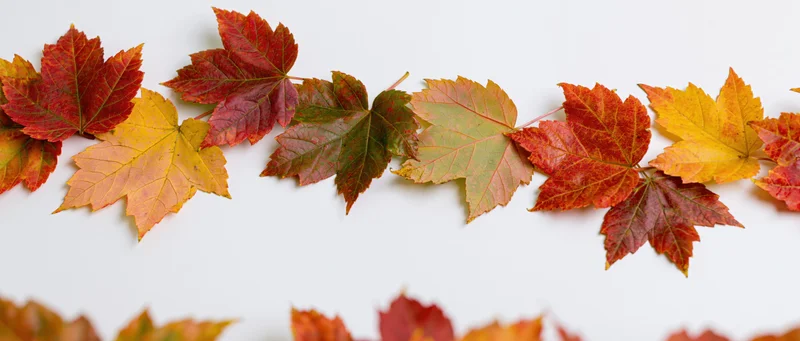 Autumn maple leaves arranged as a natural border frame along the top and bottom of a white surface