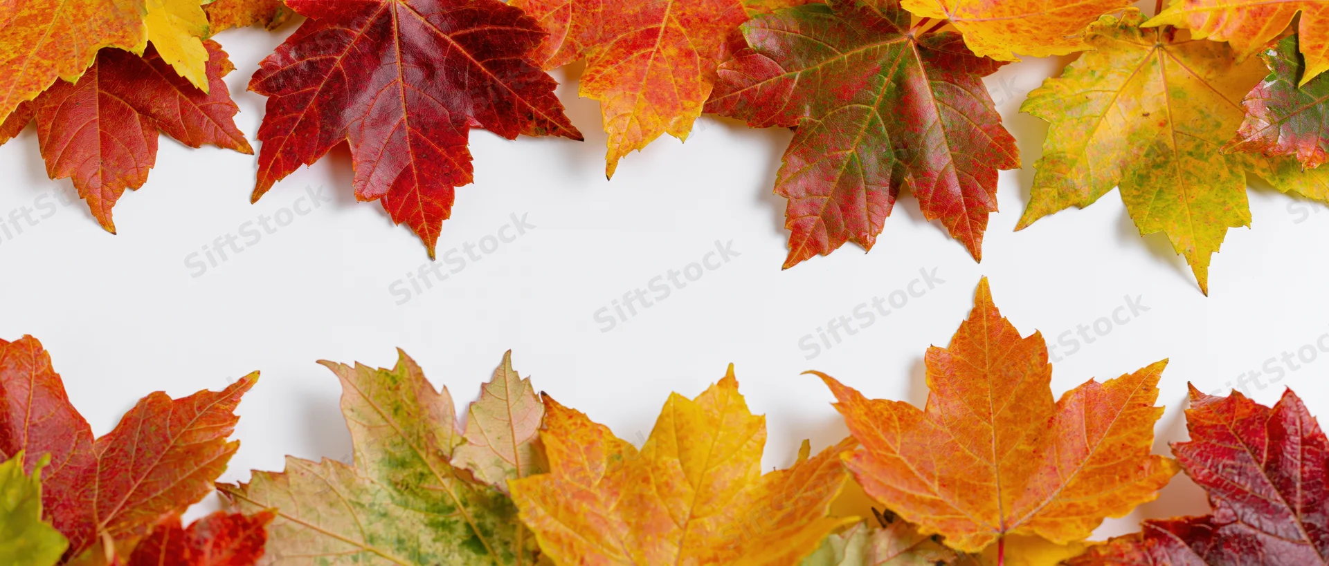 Autumn maple leaves arranged as a natural border frame along the top and bottom of a white surface with copyspace in the center