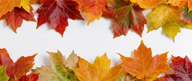 Autumn maple leaves arranged as a natural border frame along the top and bottom of a white surface with copyspace in the center