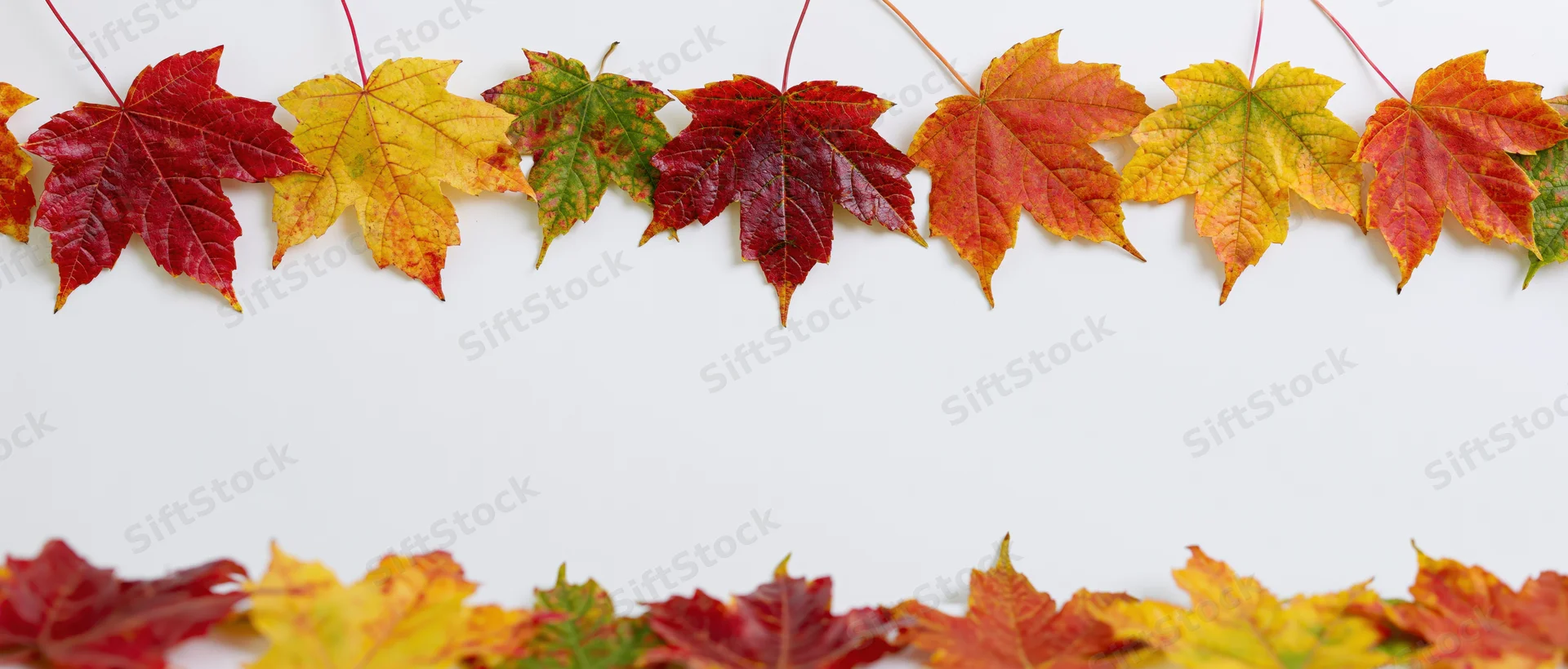Autumn maple leaves arranged as a natural border frame along the top and bottom of a white background with copyspace