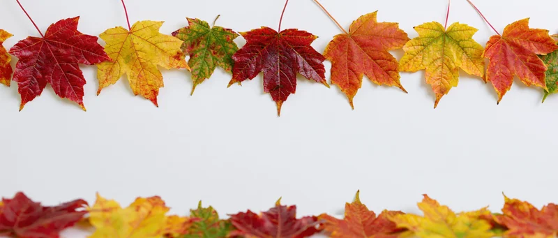Autumn maple leaves arranged as a natural border frame along the top and bottom of a white background with copyspace