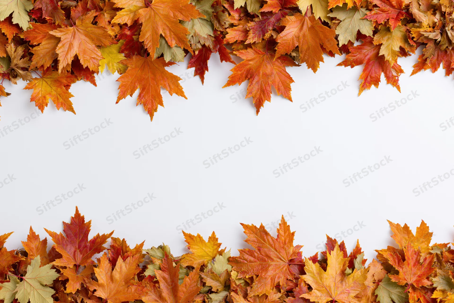 Autumn maple leaves arranged as a natural border frame on white background with copyspace