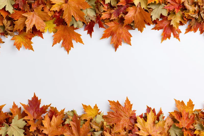 Autumn maple leaves arranged as a natural border frame on white background with copyspace