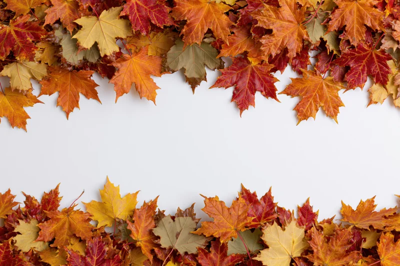 Autumn maple leaves arranged as a natural border frame on white background with copyspace