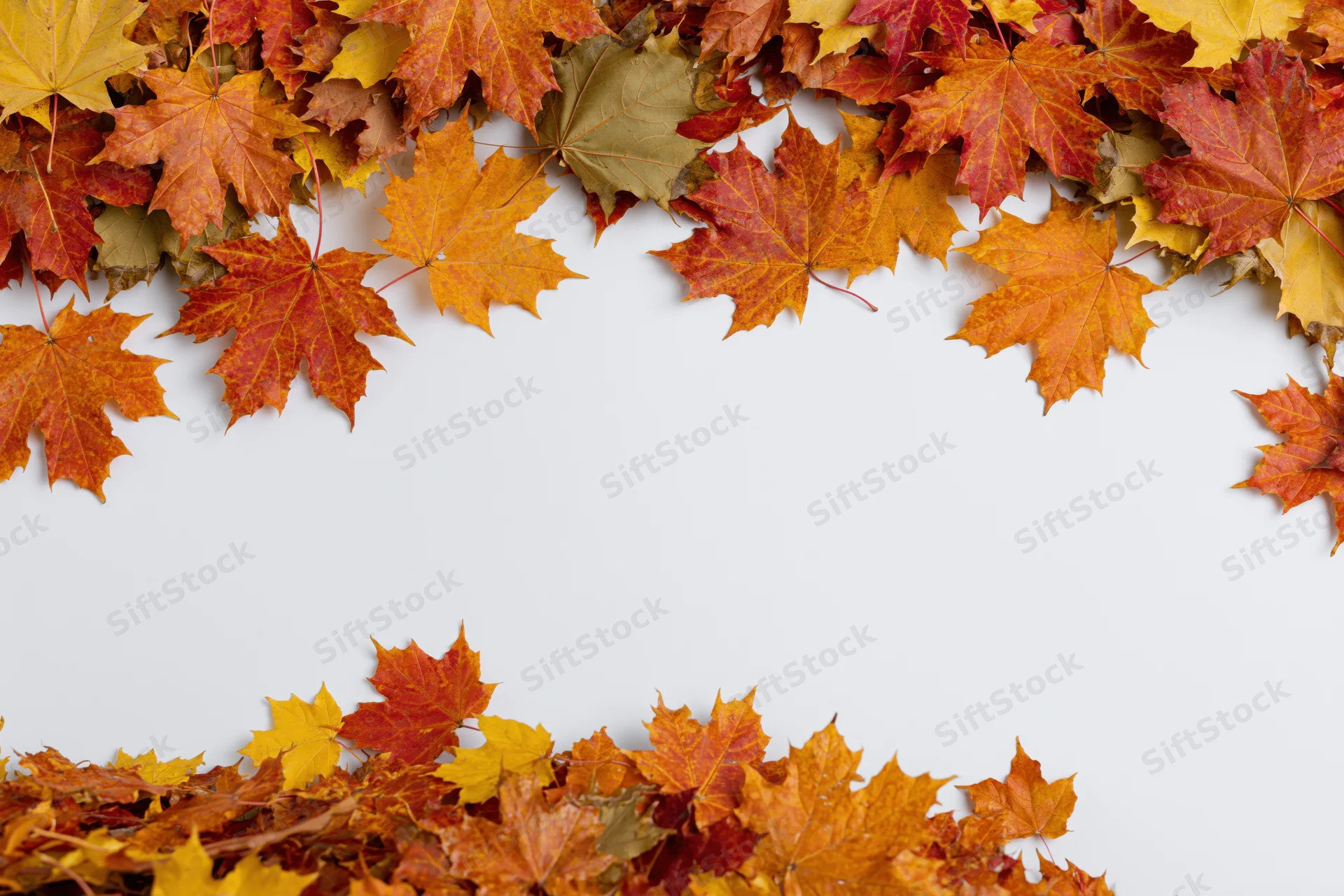 Autumn maple leaves arranged as a natural border frame on white background with copyspace