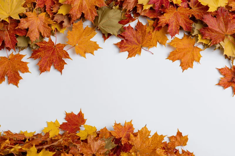 Autumn maple leaves arranged as a natural border frame on white background with copyspace