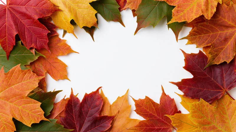 Maple leaves arranged in a circular border frame on white background with copyspace