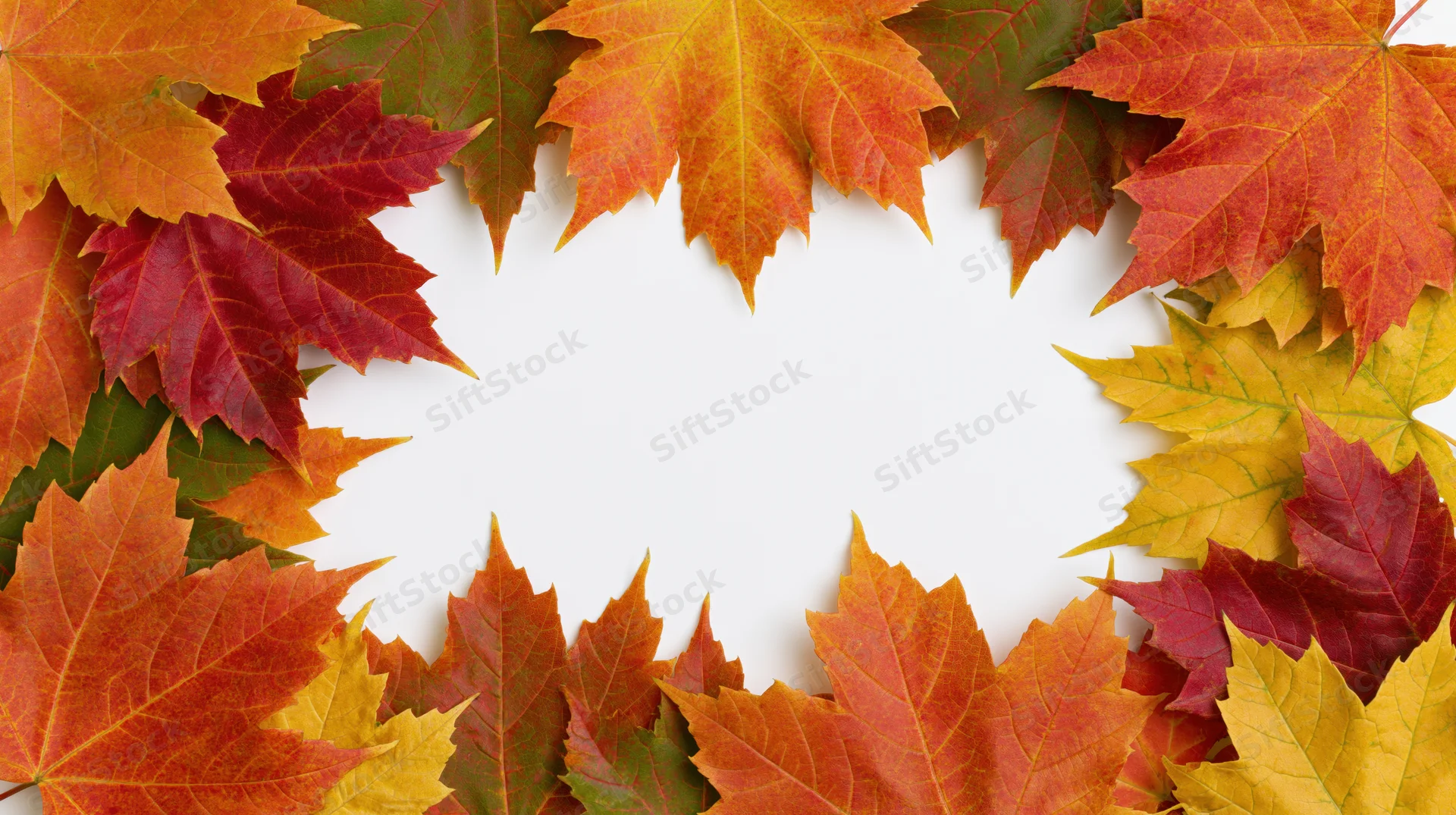 Autumn maple leaves arranged in a decorative border frame on white background with copyspace
