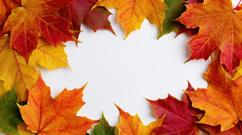 Autumn maple leaves arranged in a border frame on white background with copyspace