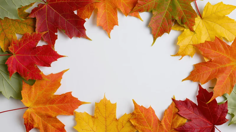 Autumn maple leaves arranged in a circular border frame on white background with central copyspace