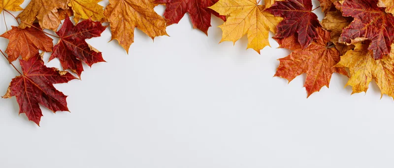 Autumn maple leaves arranged in a loose border along the top of a white surface