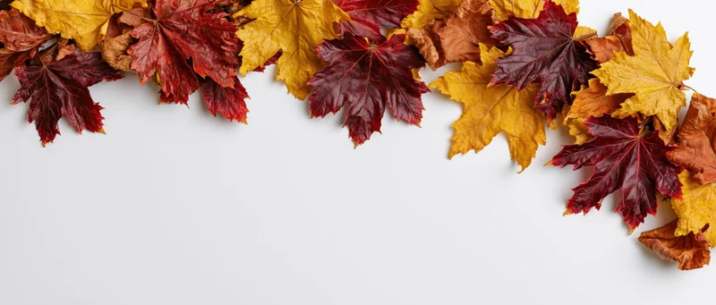 Autumn maple leaves arranged in a loose border along the top of a white surface