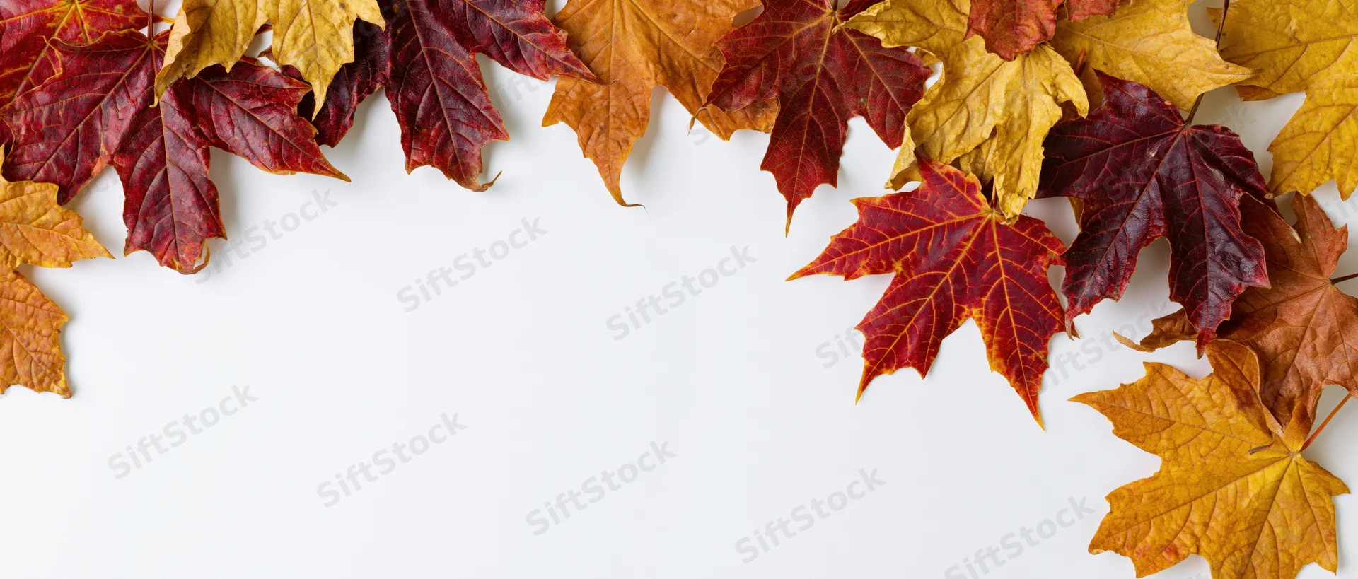 Autumn maple leaves arranged in a loose border along the top on white background with copyspace