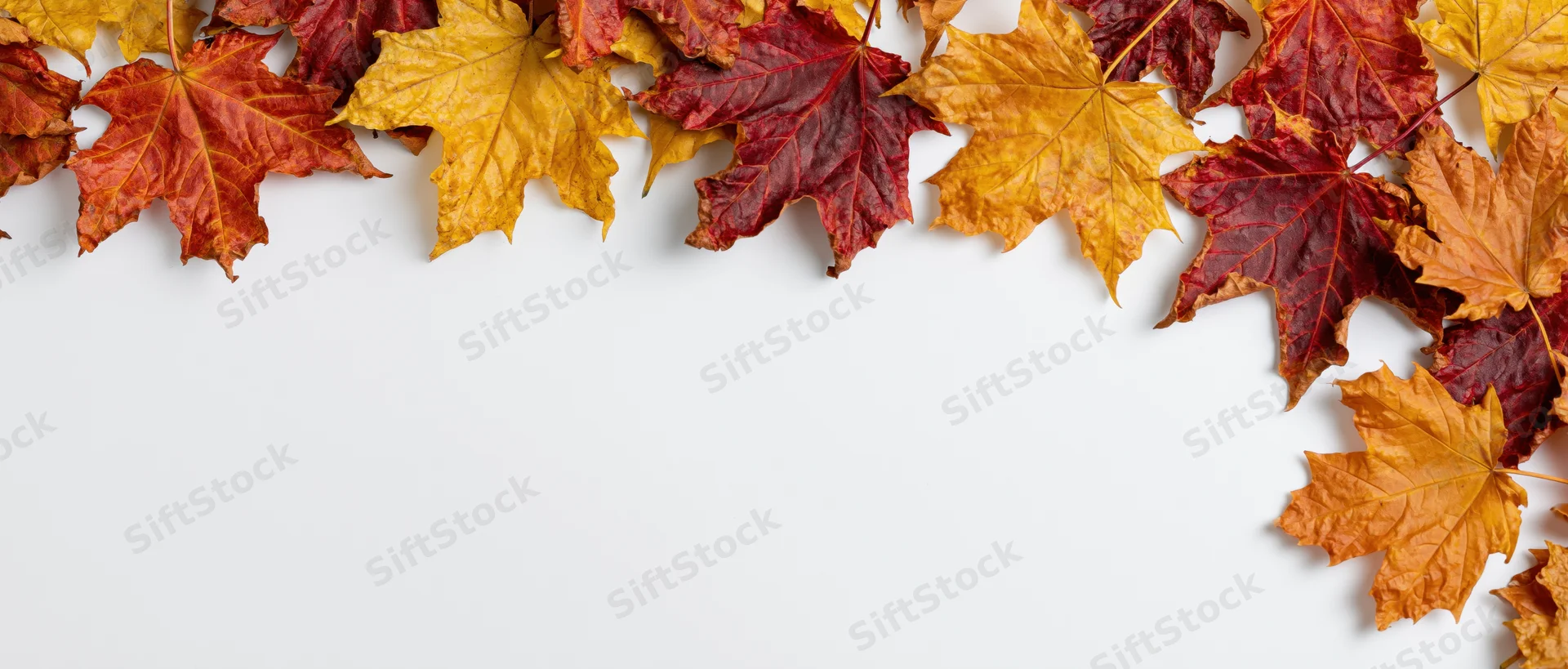 Autumn maple leaves arranged in a loose border along the top of a white surface