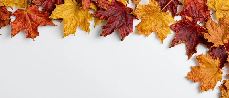 Autumn maple leaves arranged in a loose border along the top of a white surface