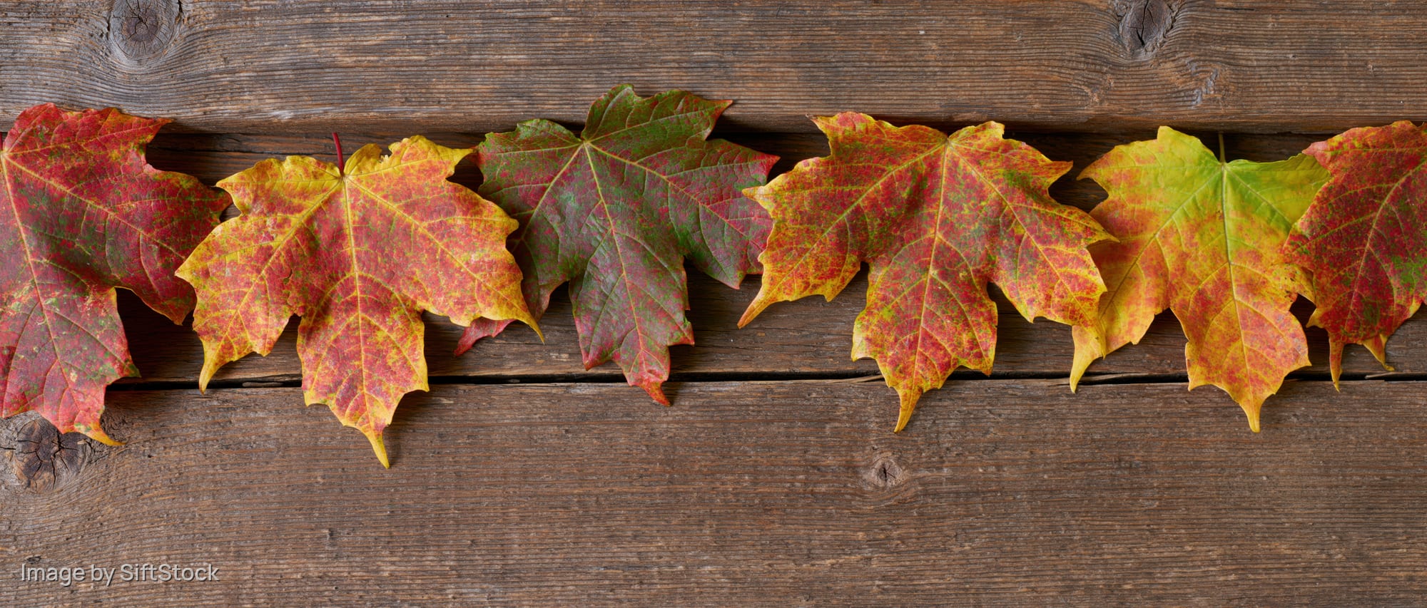 Maple leaves arranged in a row along the top edge of a wooden plank
