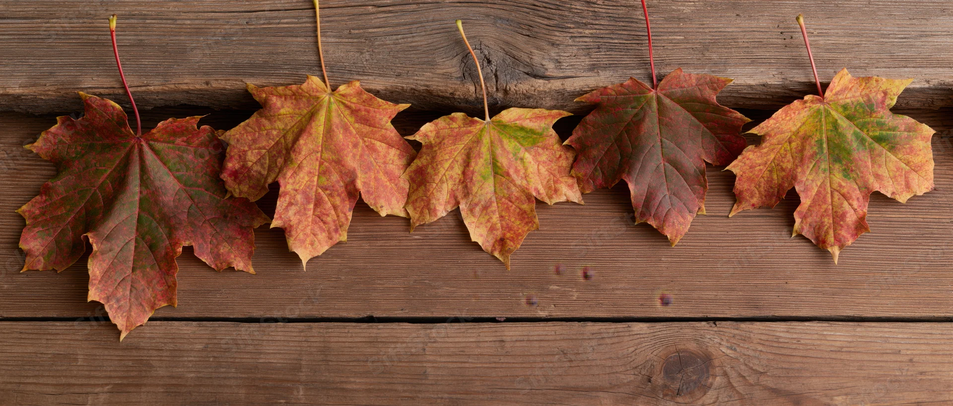 Five autumn maple leaves arranged in a row along the top edge of a weathered wooden plank surface