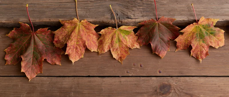 Five autumn maple leaves arranged in a row along the top edge of a weathered wooden plank surface