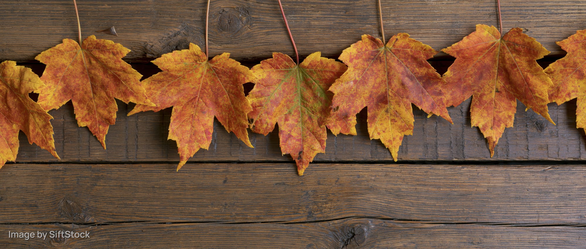 Maple leaves arranged in a row along the top edge of a wooden surface