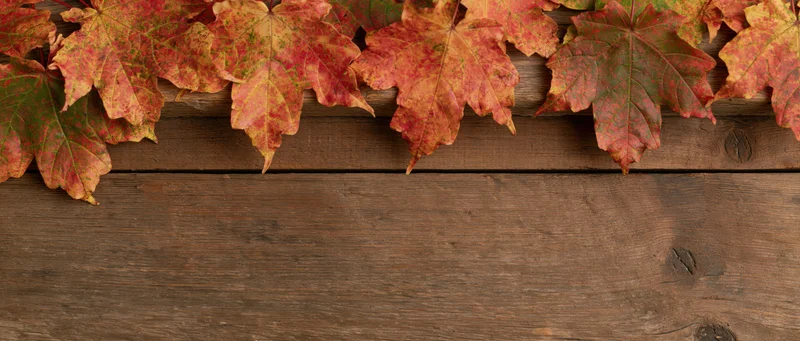 Autumn maple leaves arranged along the top edge of a wooden surface