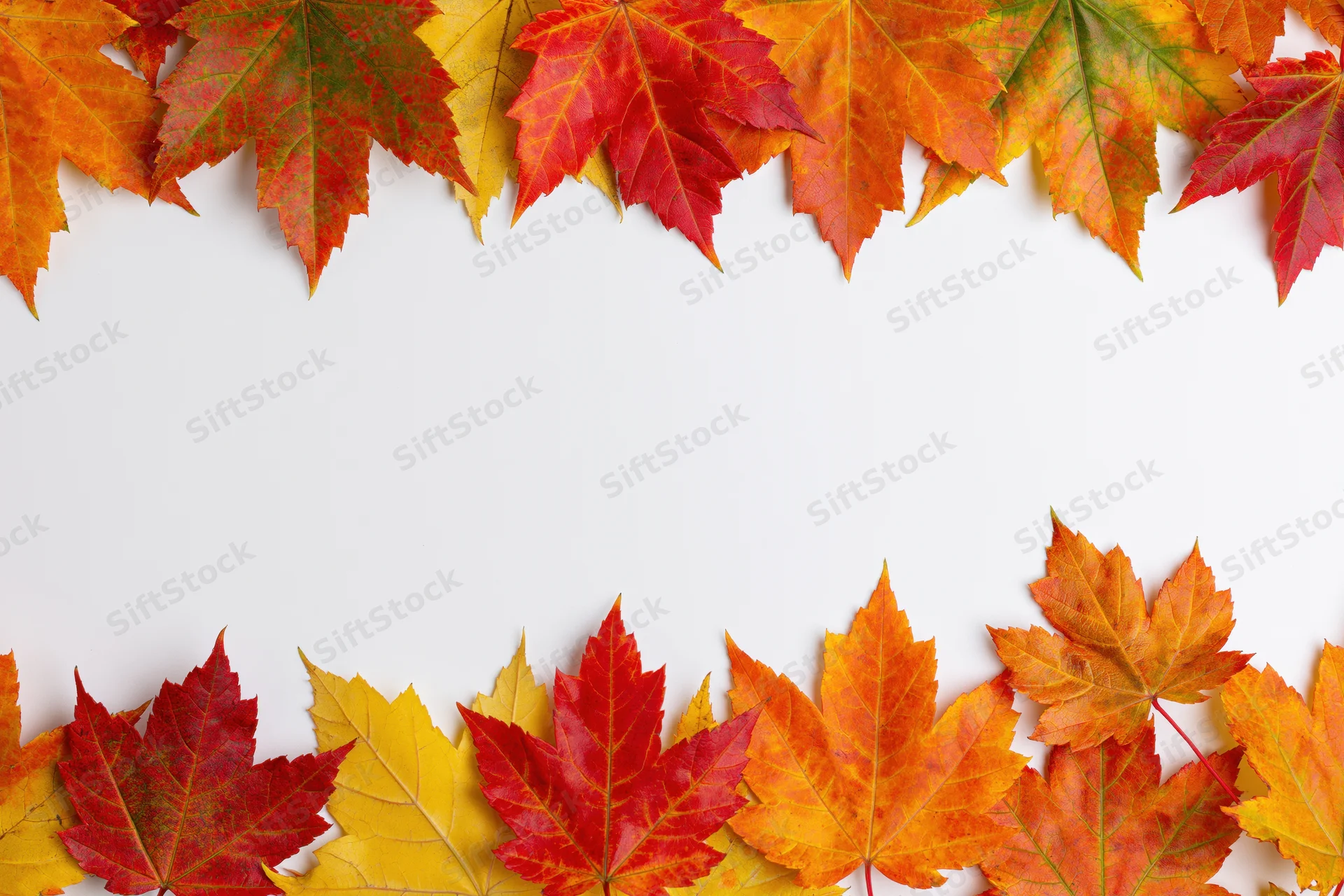 Maple leaves arranged in two horizontal rows forming a border on white background with copyspace