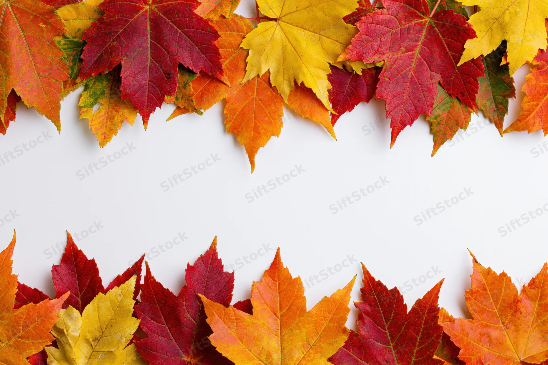 Autumn maple leaves arranged in two horizontal rows forming a border on white background with copyspace