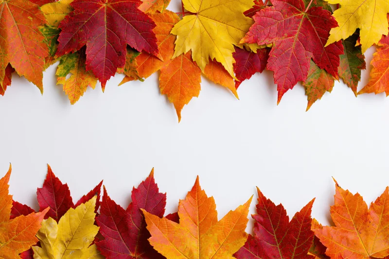 Autumn maple leaves arranged in two horizontal rows forming a border on white background with copyspace