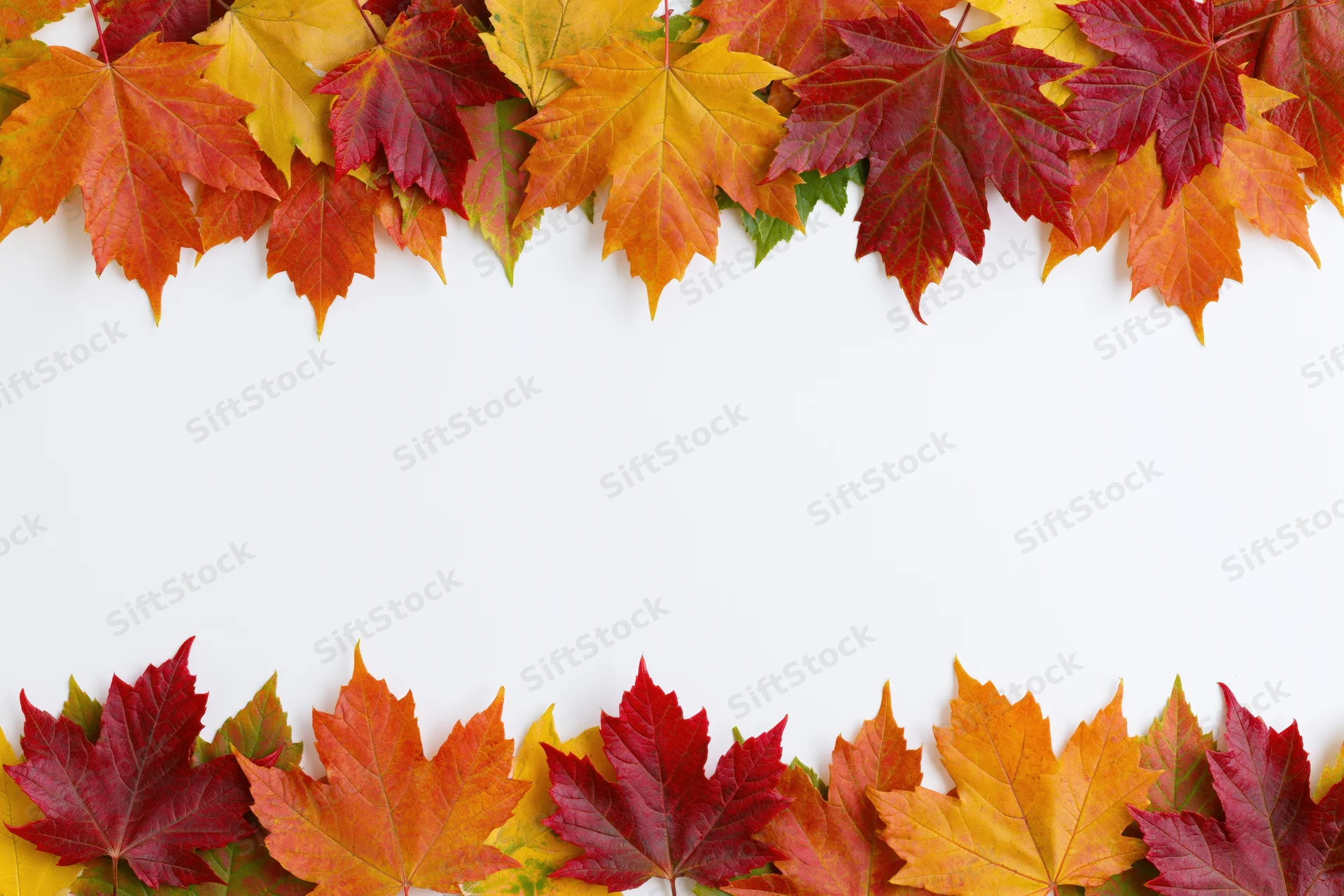 Autumn maple leaves arranged in two horizontal rows forming a border on white background with copyspace