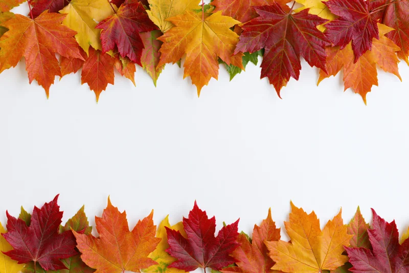Autumn maple leaves arranged in two horizontal rows forming a border on white background with copyspace