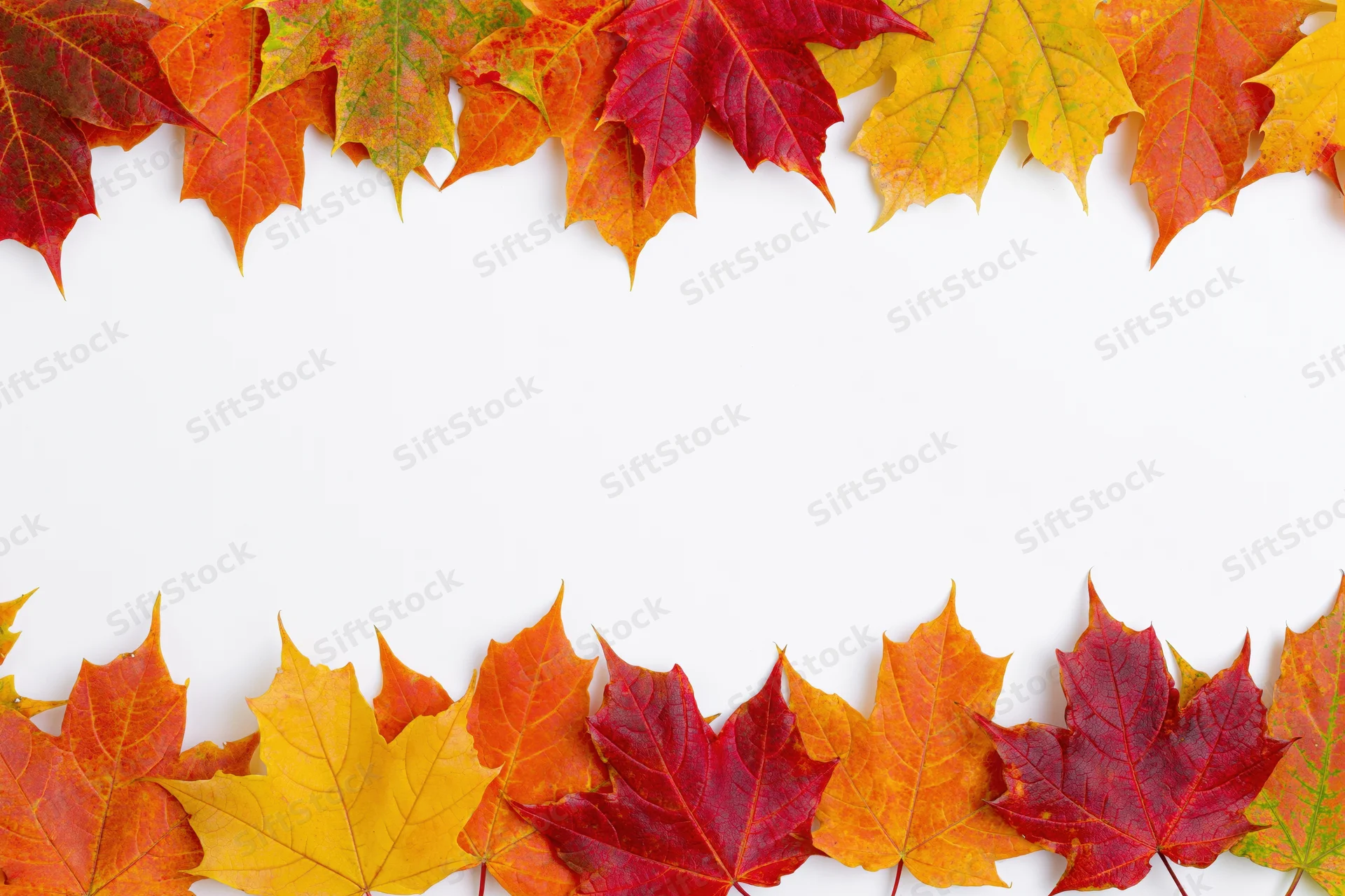 Autumn maple leaves arranged in two horizontal rows forming a border on white background with copyspace
