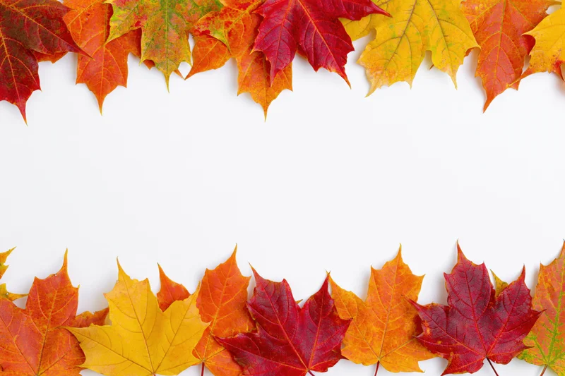 Autumn maple leaves arranged in two horizontal rows forming a border on white background with copyspace