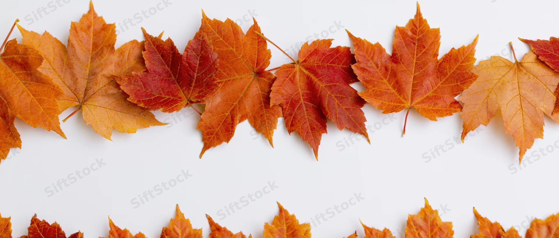 Maple leaves arranged in two horizontal rows on white background