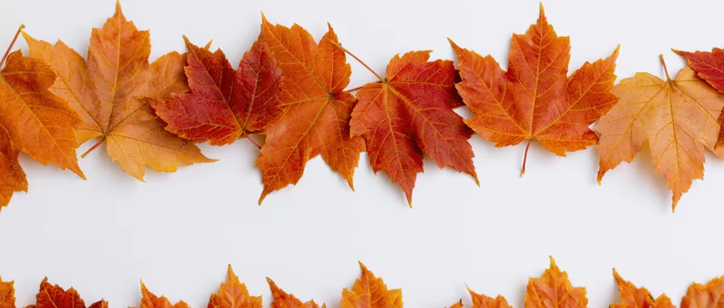 Maple leaves arranged in two horizontal rows on white background