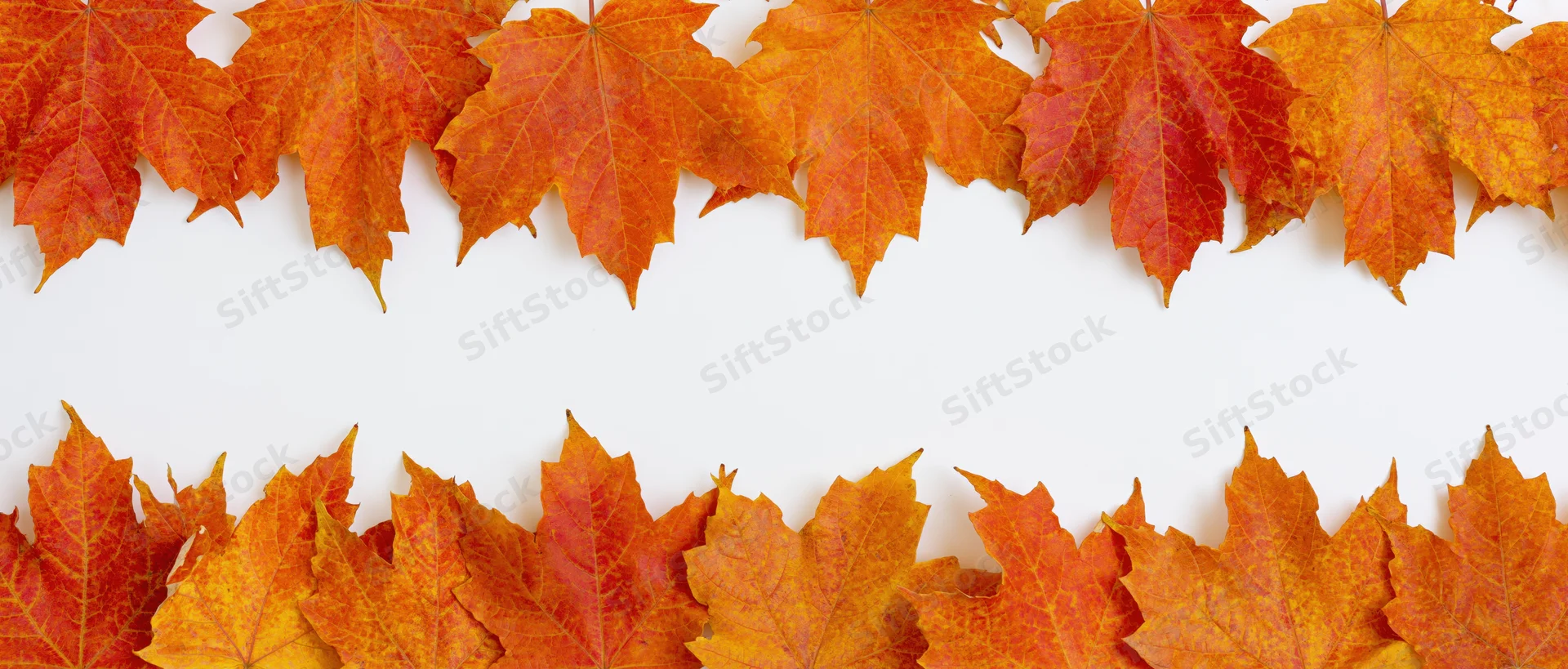 Maple leaves arranged in two horizontal rows forming a border on white background with copyspace