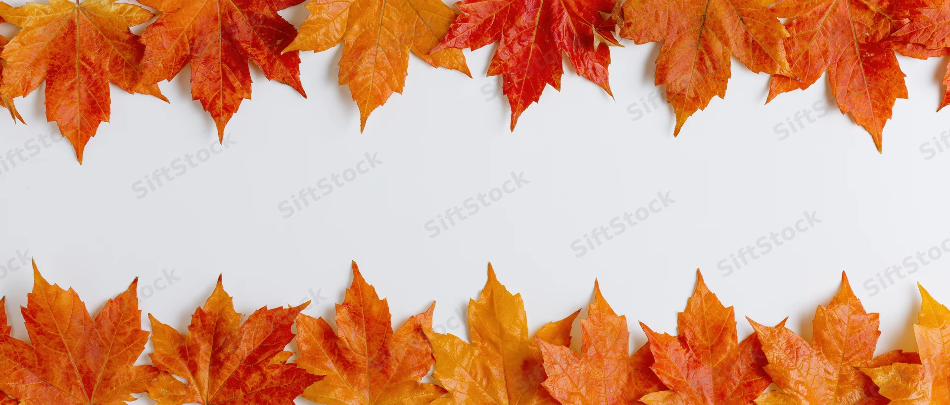 Autumn maple leaves arranged in two horizontal rows forming a border on white background with copyspace